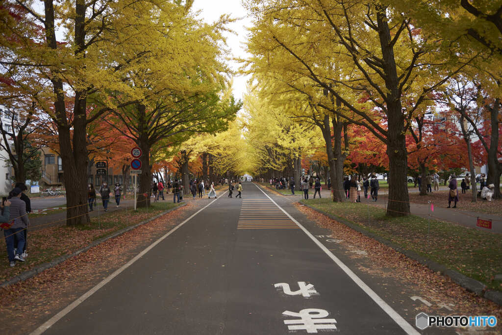 北海道大学銀杏並木（2021）⑦