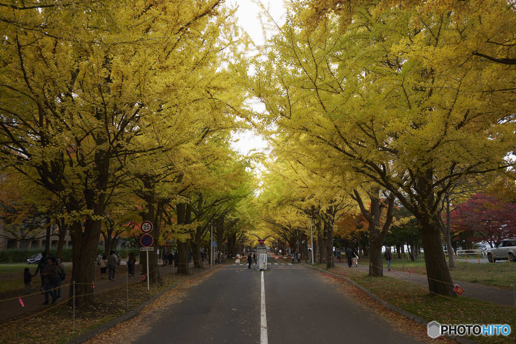 北海道大学銀杏並木（2021）⑨
