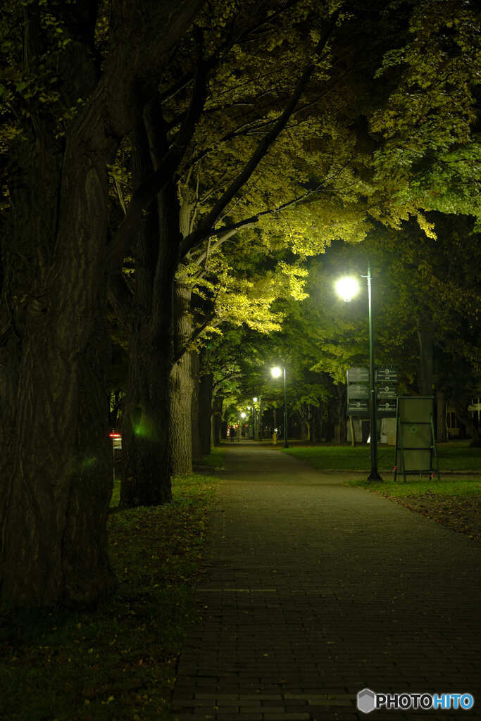 北海道大学銀杏並木（2021）⑤