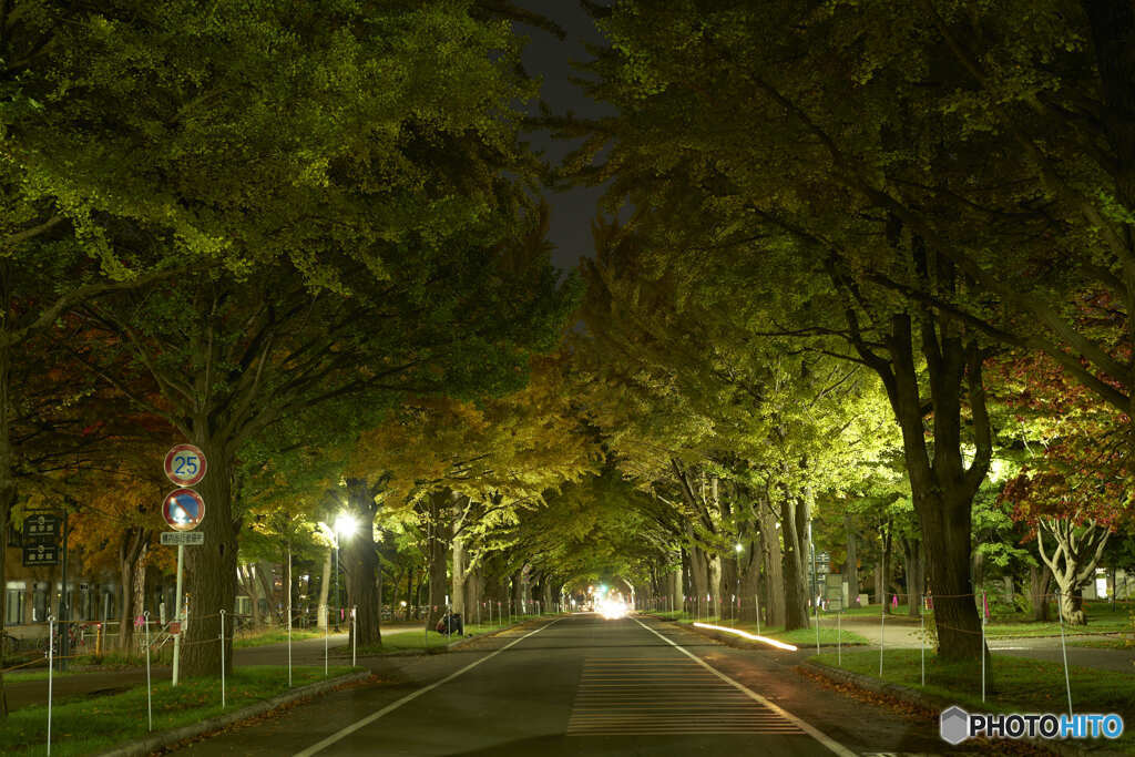 北海道大学銀杏並木（2021）⑥