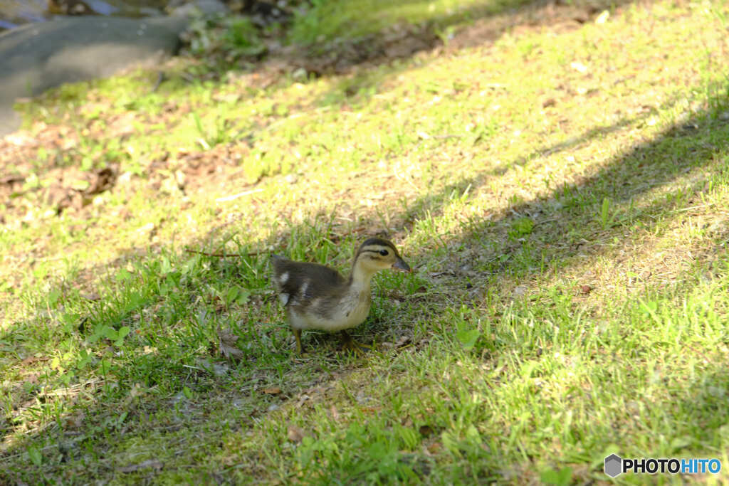 中島公園散歩④子カルガモ