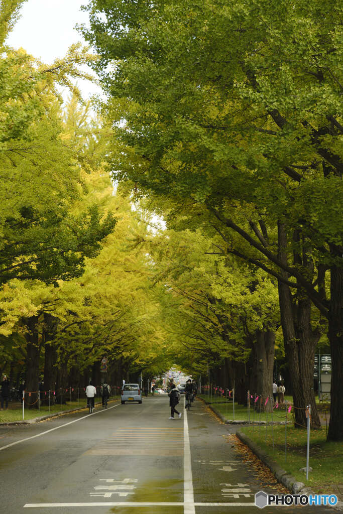 北海道大学銀杏並木（2021）②