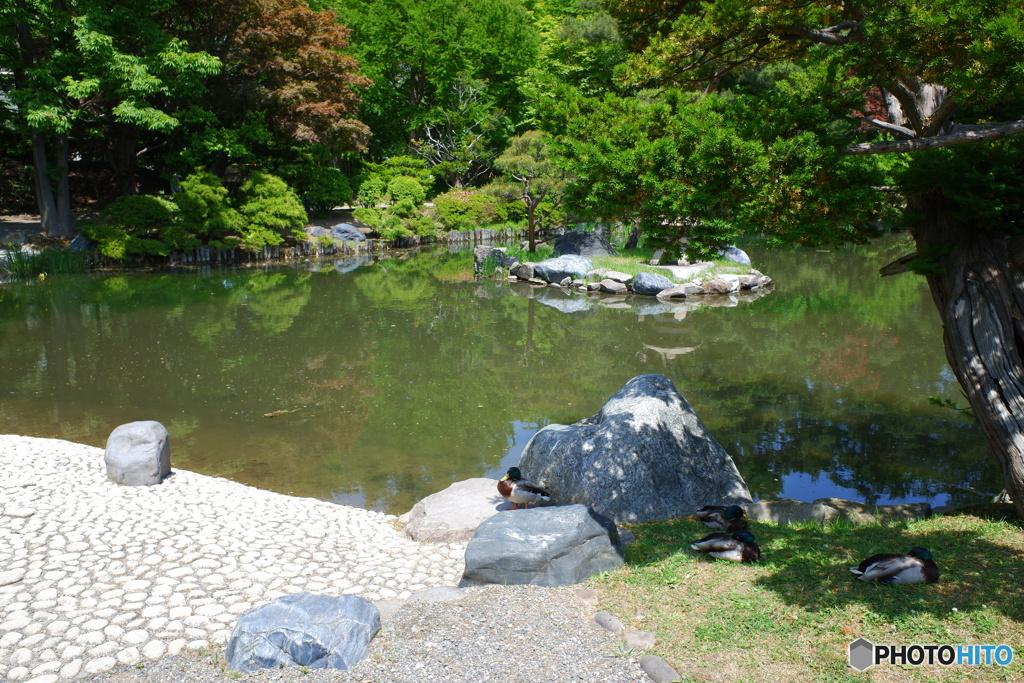 中島公園散歩⑧日本庭園