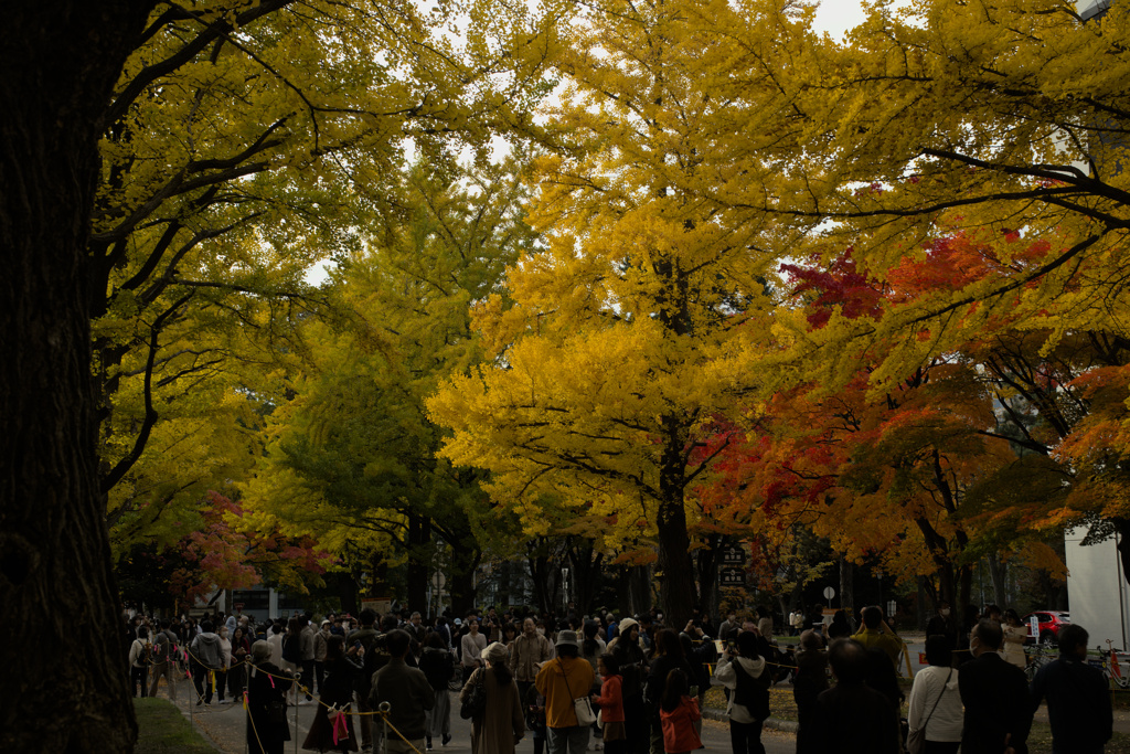 2023北海道大学金葉祭