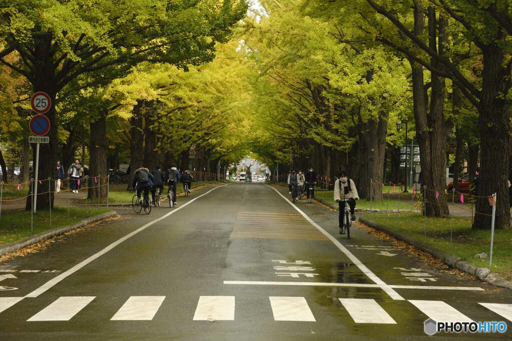 北海道大学銀杏並木（2021）①