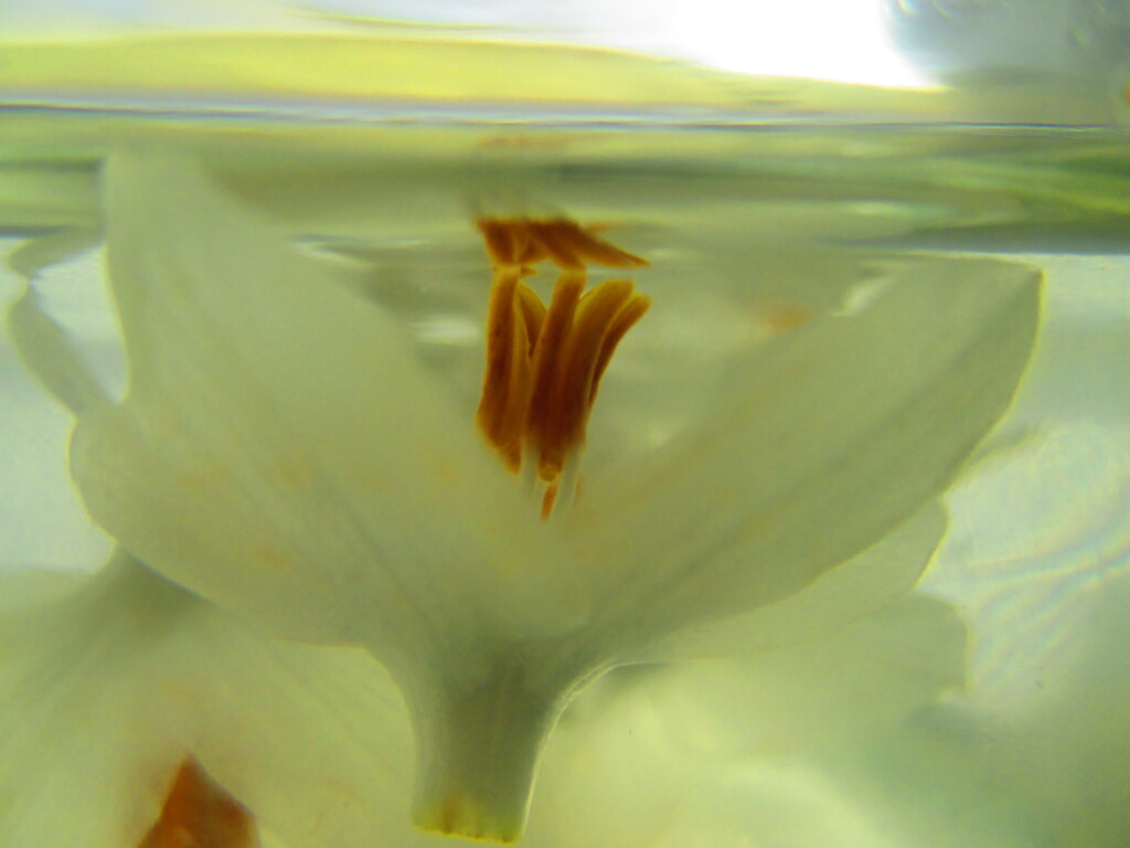 心の底にある花は、いつも咲いています。