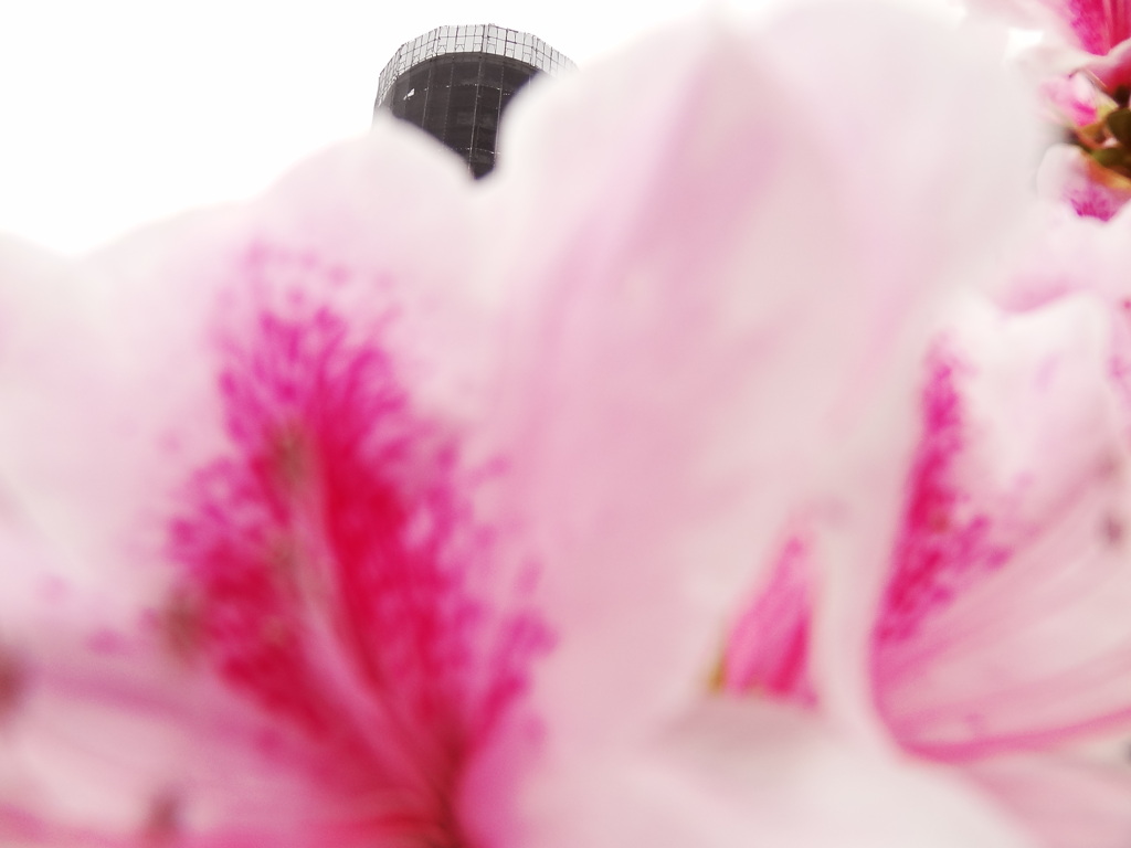 花いっぱい