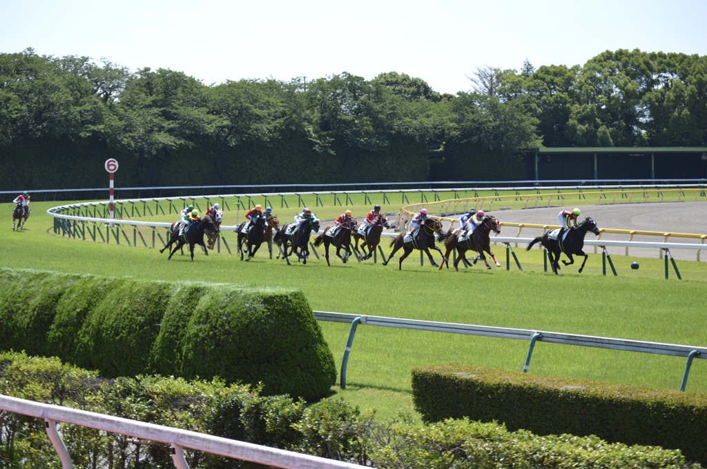 広すぎる競馬場