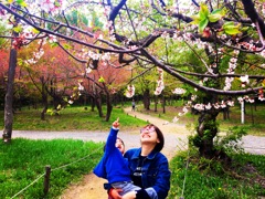 そろそろ桜も終わり