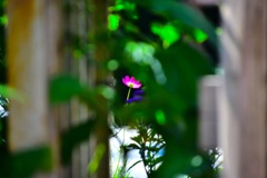 隙間から一輪の花