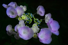 山紫陽花