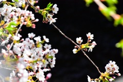 札幌 桜