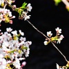 札幌 桜