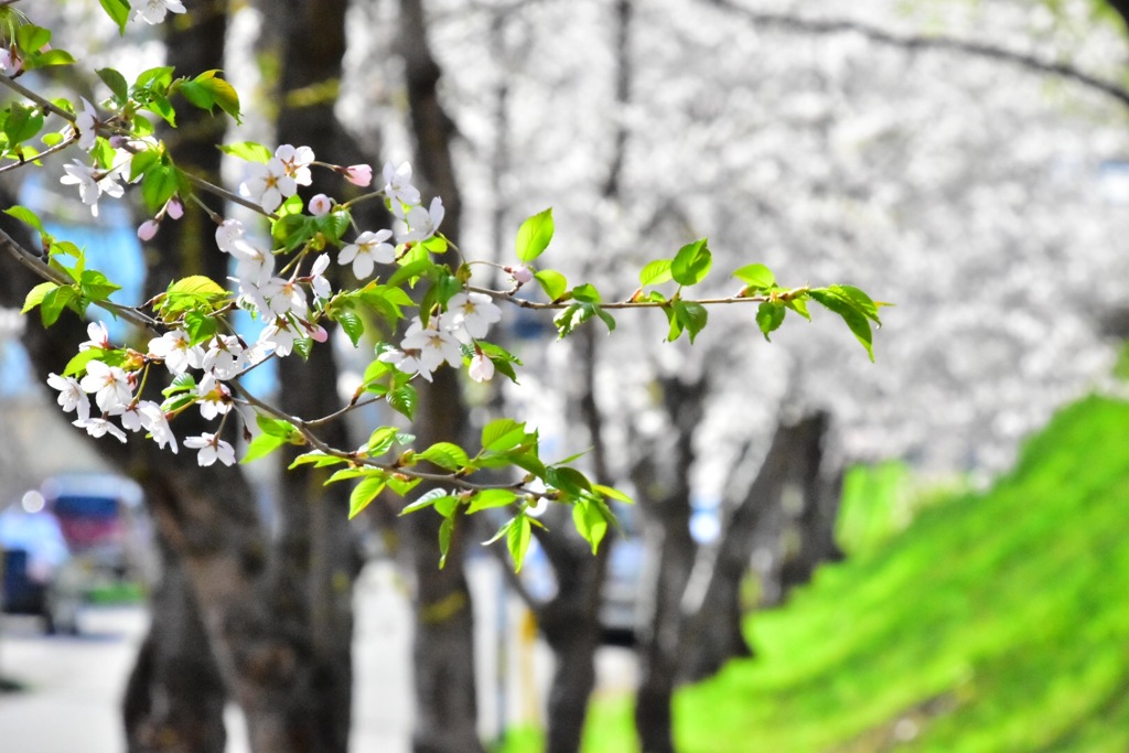 札幌 桜②