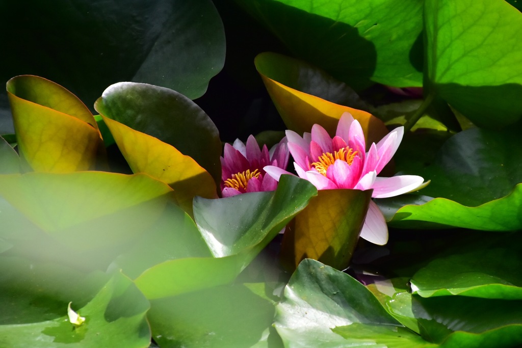 蓮の花