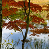 水際の紅葉