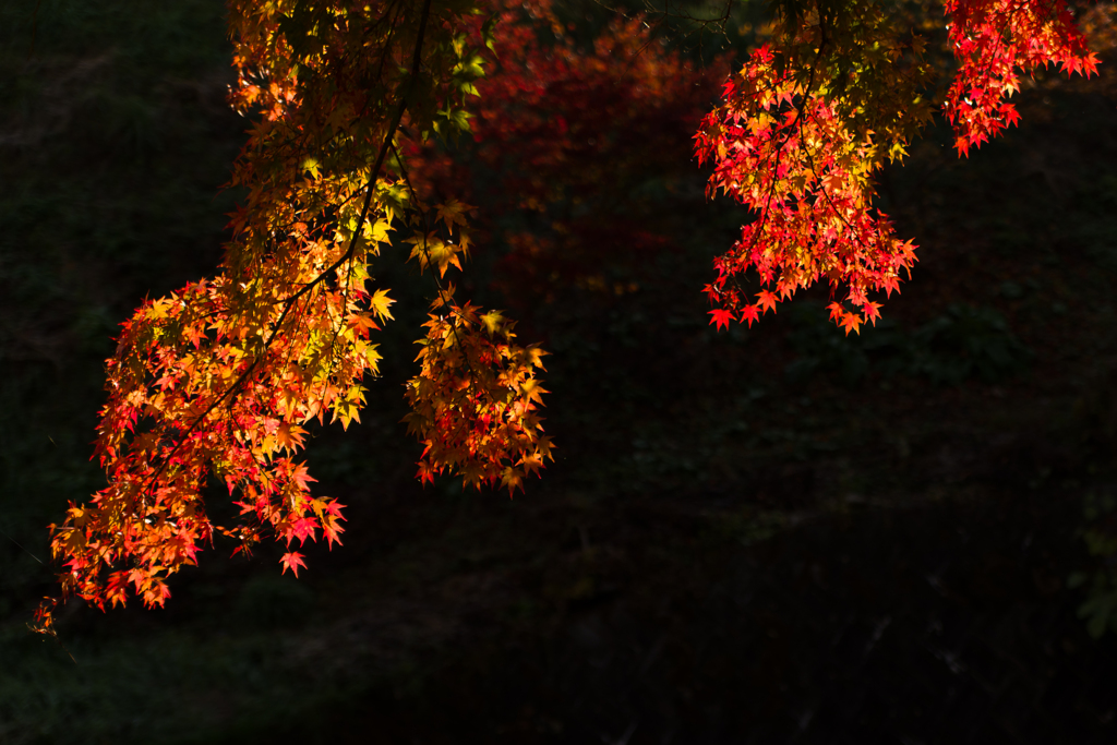 紅と黒