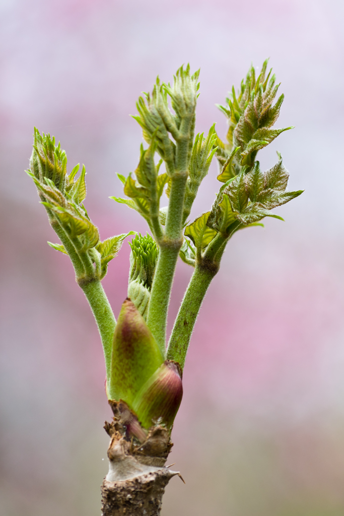 山菜の季節