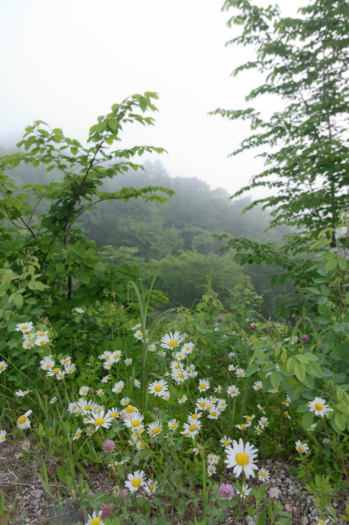 朝もやの路傍から