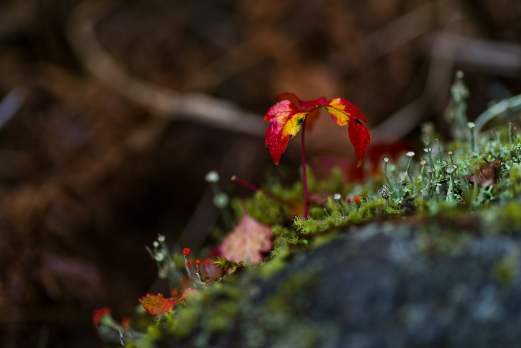 苔の中で新芽も色づく