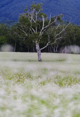 広がる白と佇む白
