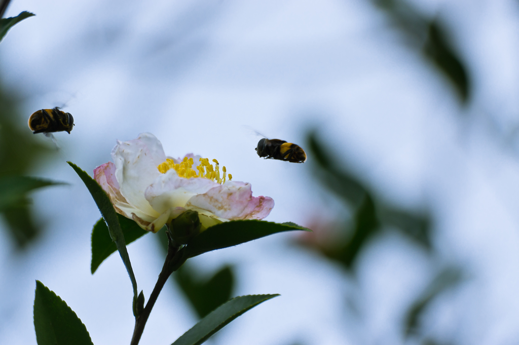 山茶花と蜂の季節