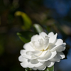 山茶花'19