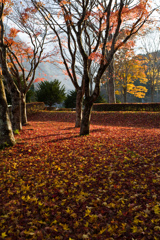 秋色絨毯の公園