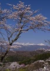 霞ヶ城から春の眺め