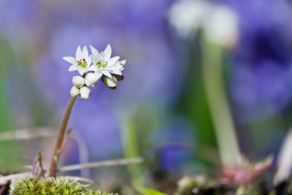 春の小花