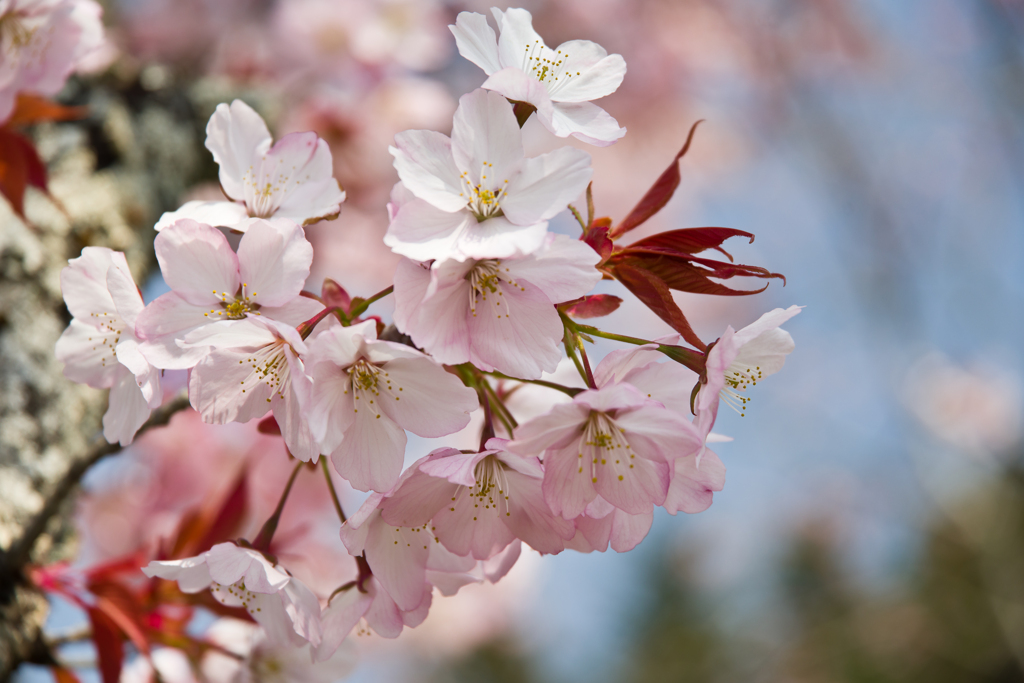 桜花爛漫