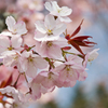 桜花爛漫
