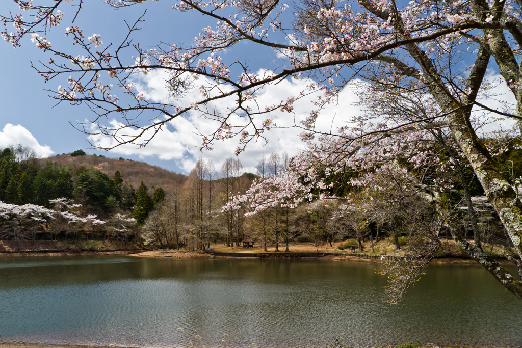 森林公園の桜(2)