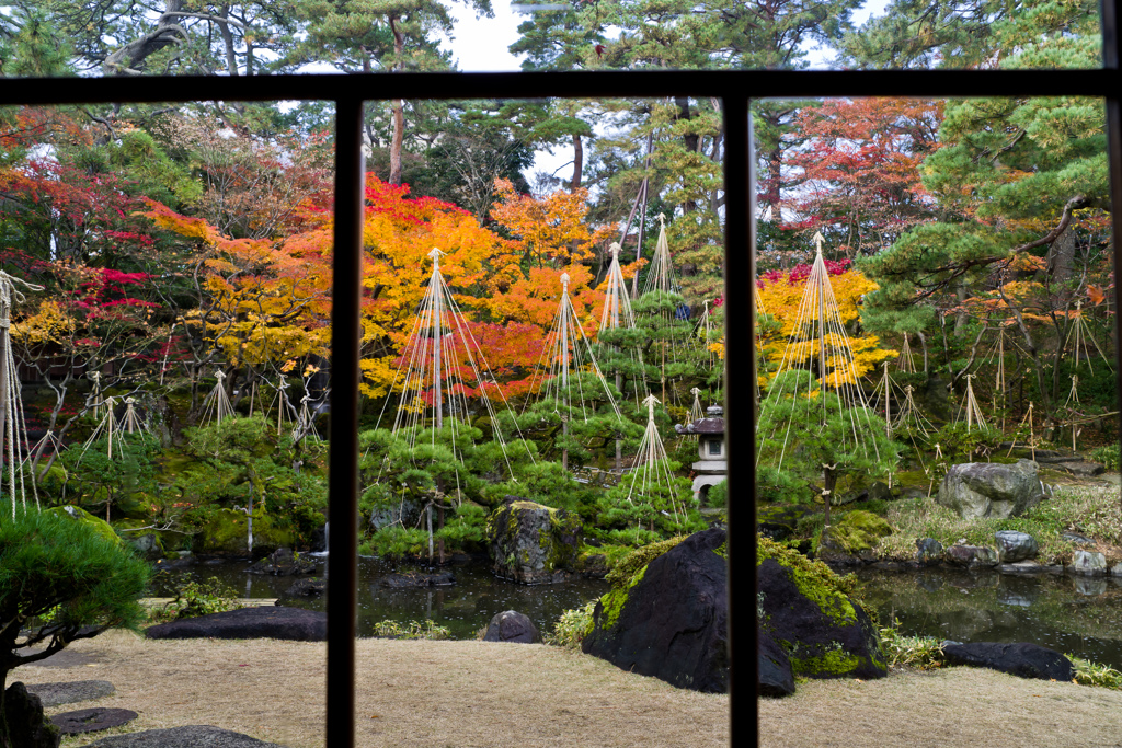 窓越しの紅葉
