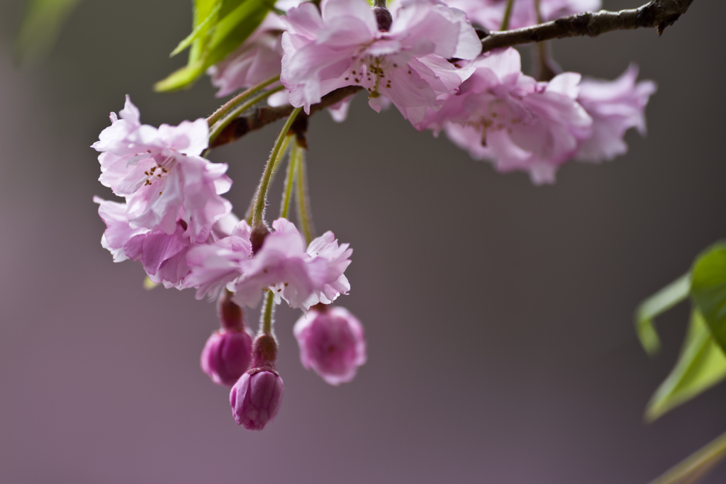 ’19 私の「名残り桜」