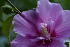 甘い蜜はこちら