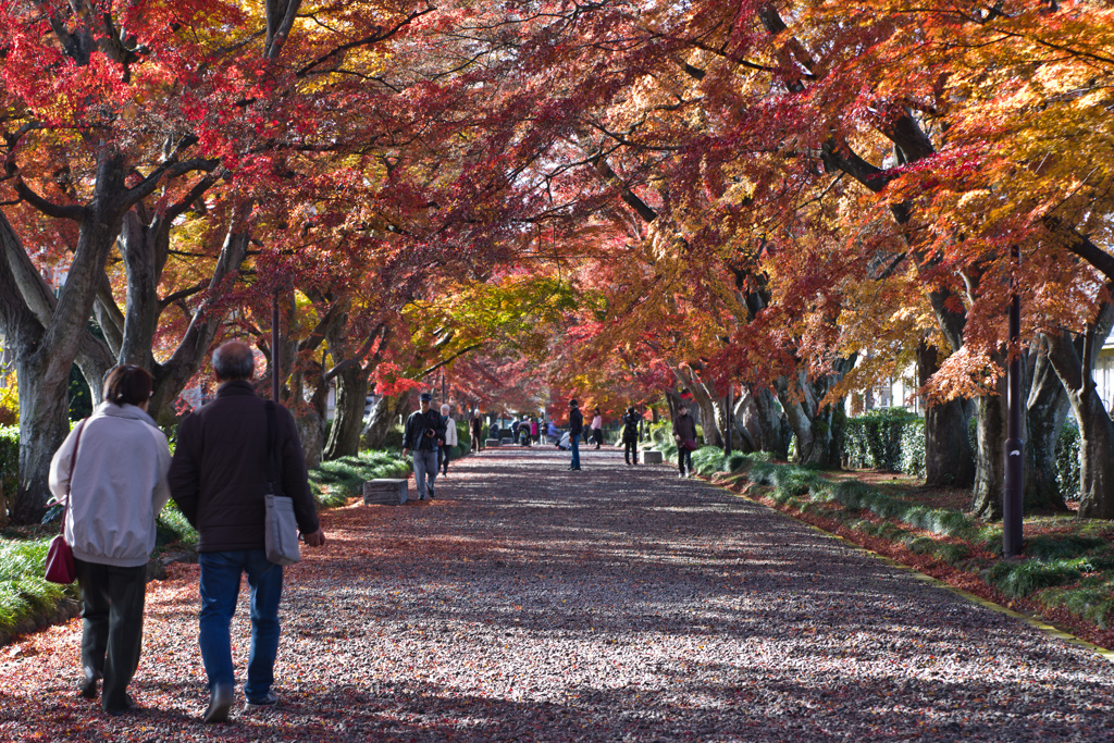 紅葉の散歩道