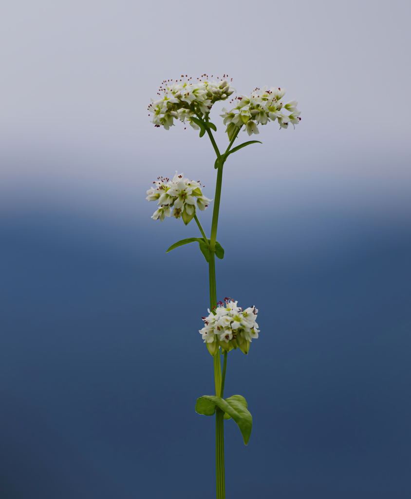 そば花（一輪挿し風）