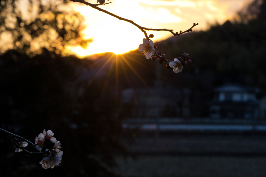 夕梅・・・夢
