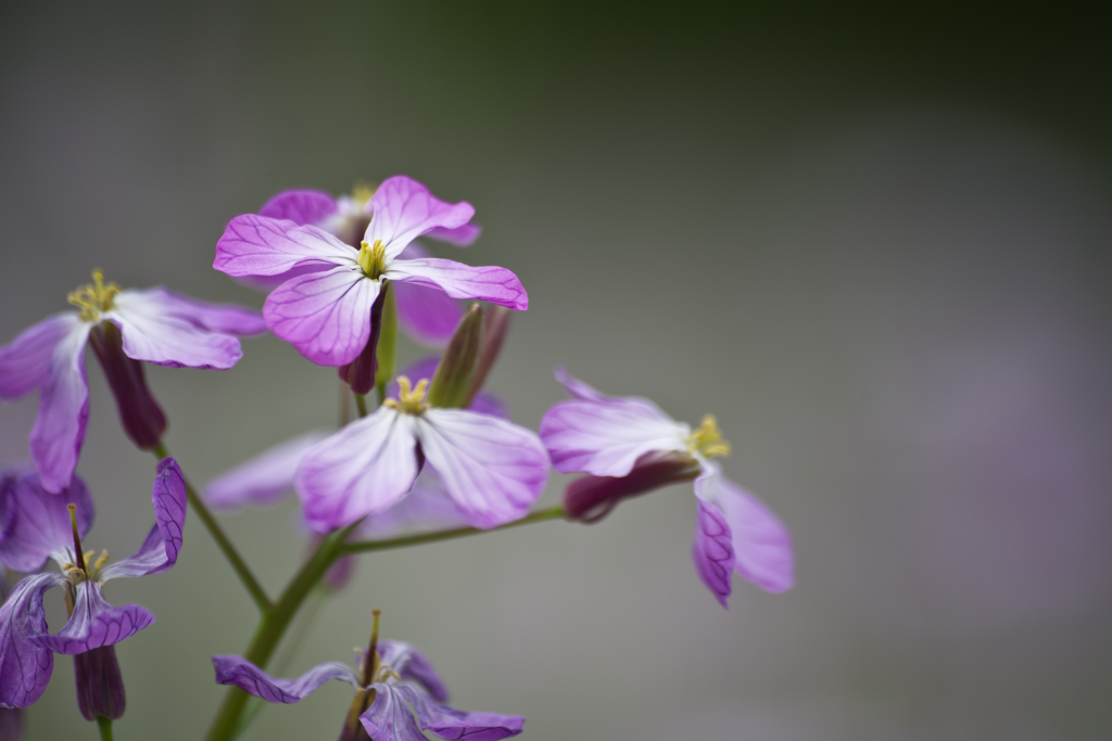 アザキ大根の花