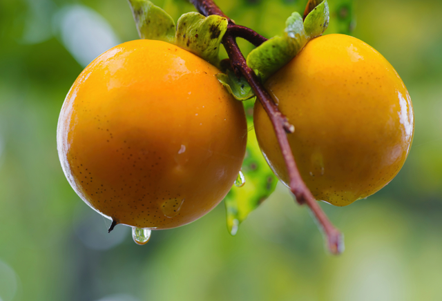 食べ物・飲み物写真集