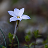 石陰の小花