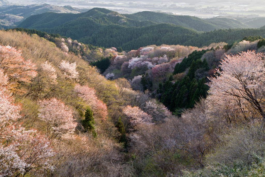 拡がる春