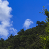 青空と森