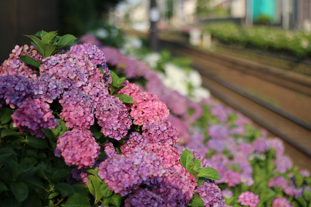 六月と紫陽花