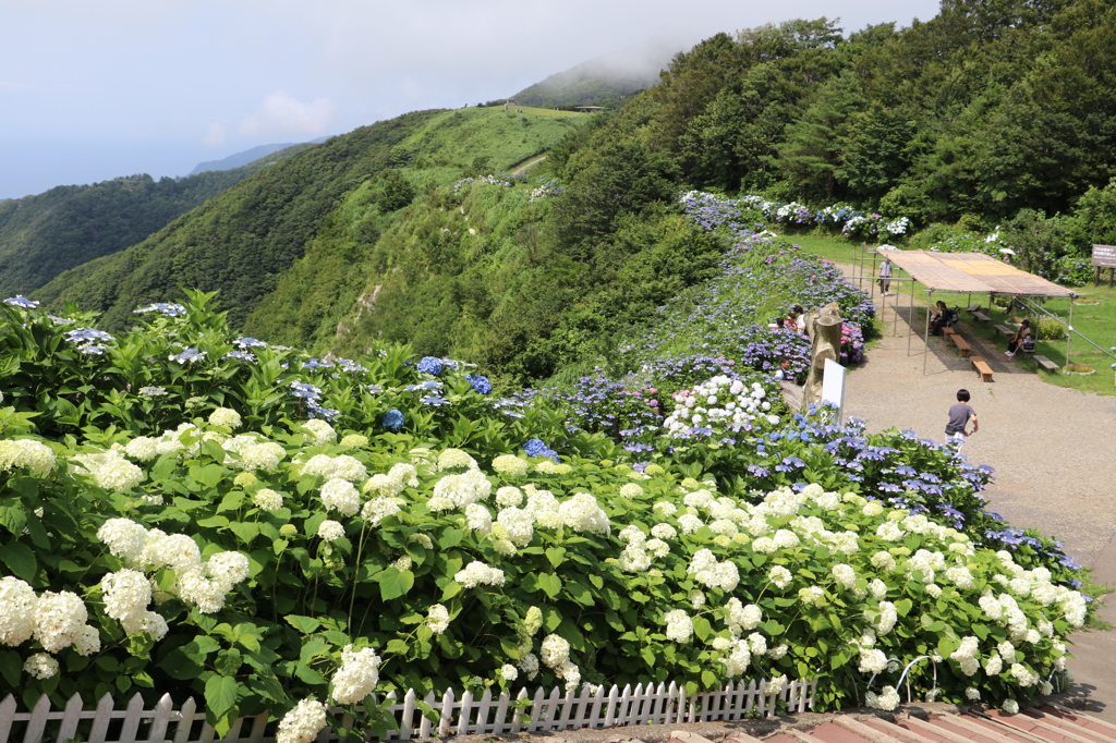 紫陽花の道