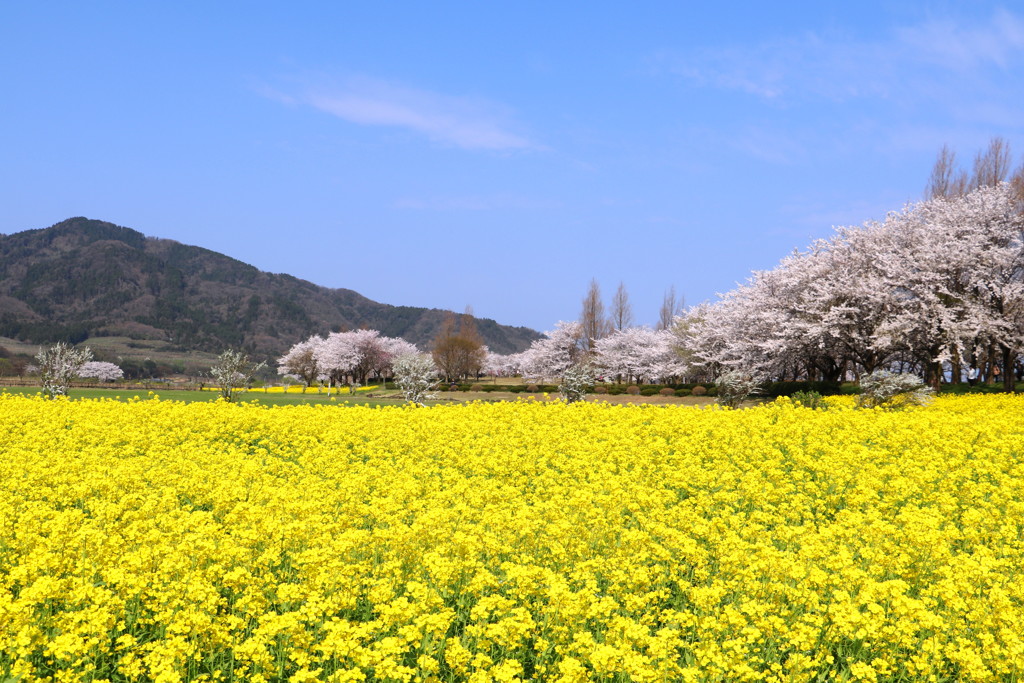 菜の花と桜１