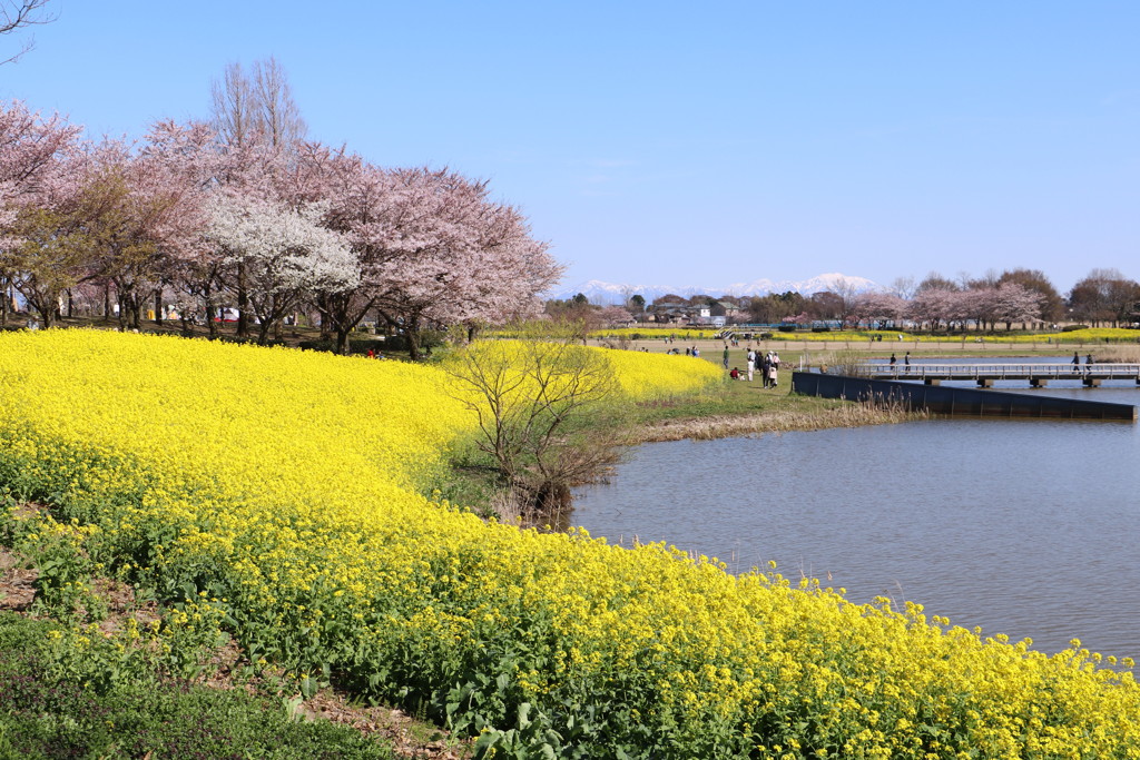 上堰潟公園５