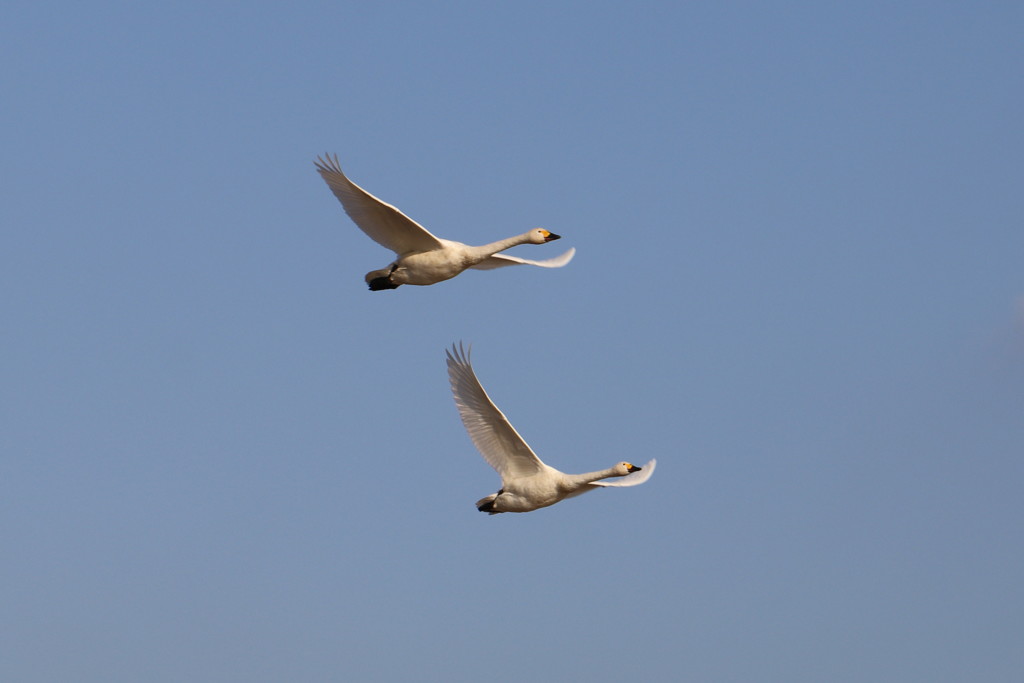 白鳥飛来