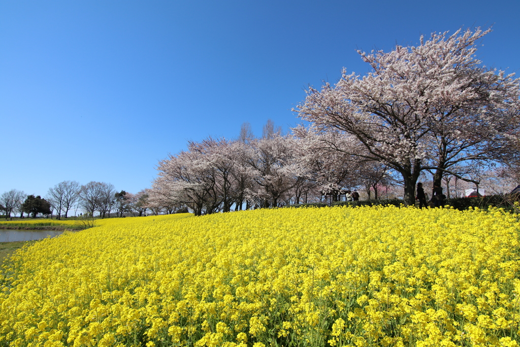 上堰潟公園１